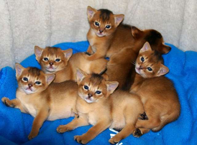 Group Of Abyssinian Kittens Relaxing Picture
