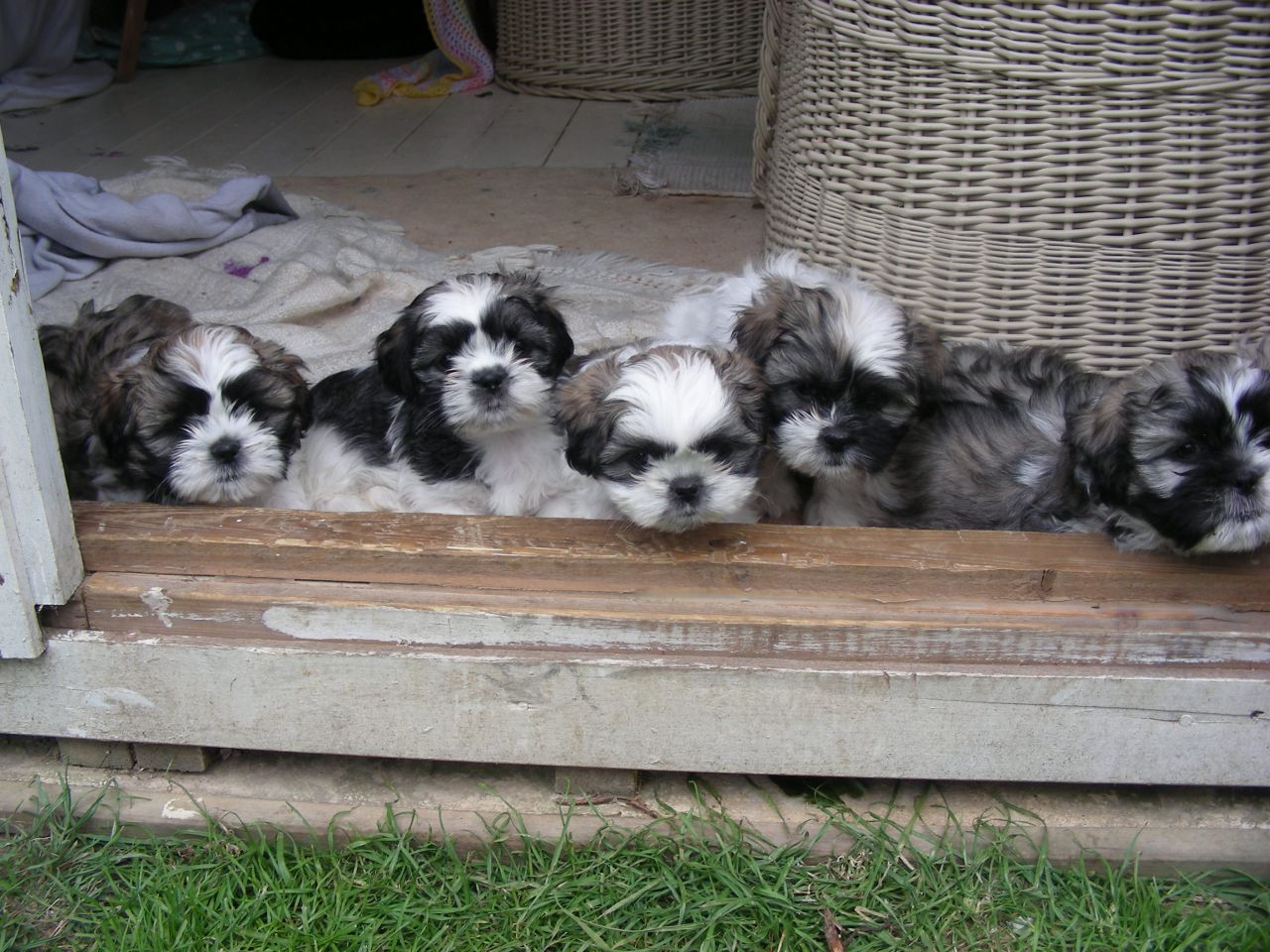 Group Of Black And White Shih Tzu Puppies