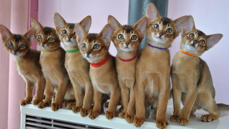 Group Of Cute Abyssinian Kittens