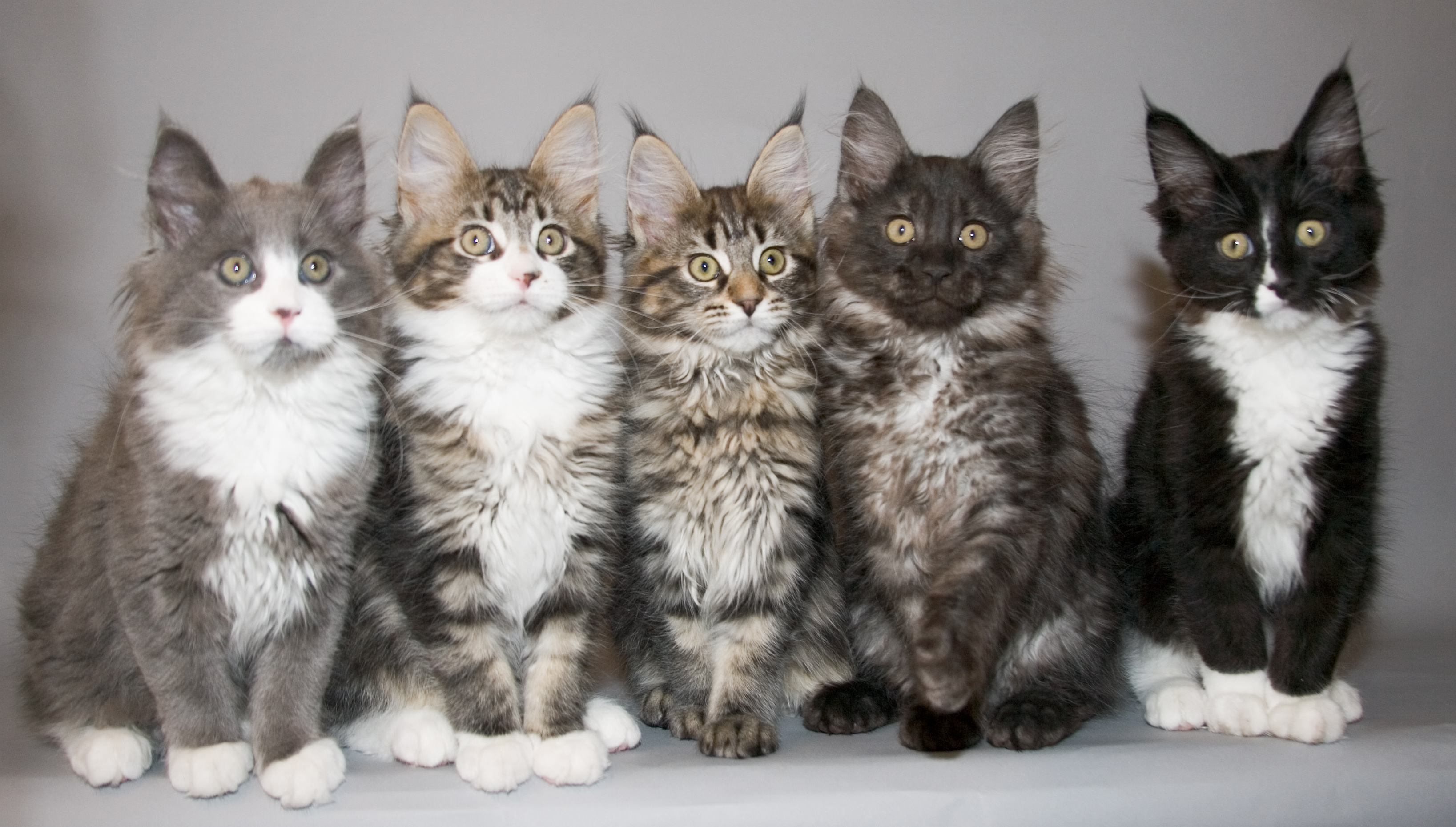 Group Of Maine Coon Cats
