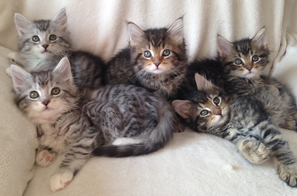 Group Of Maine Coon Kittens Laying On Sofa