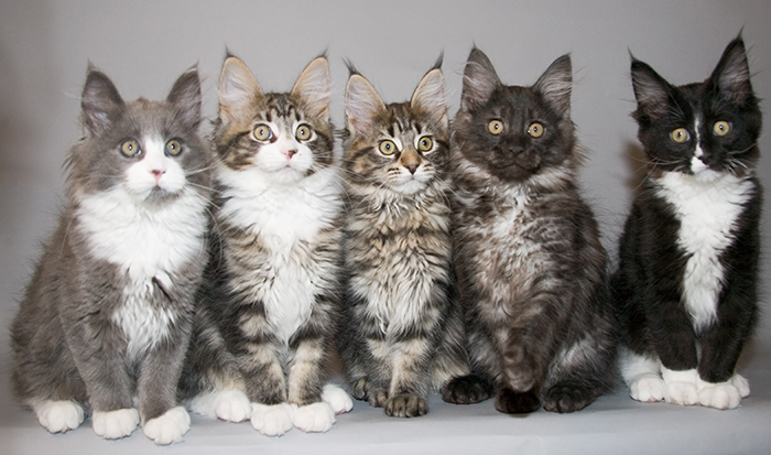 Group Of Maine Coon Kittens Picture