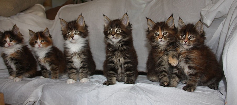 Group Of Maine Coon Kittens