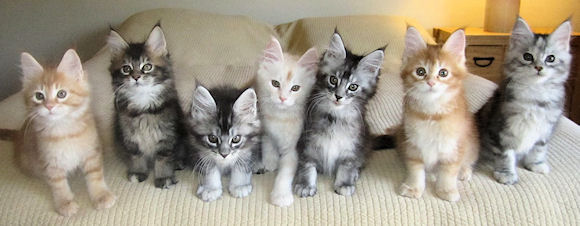 Group Of Maine Coon Kittens