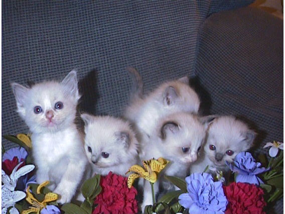 Group Of Miniature Ragdoll Kittens