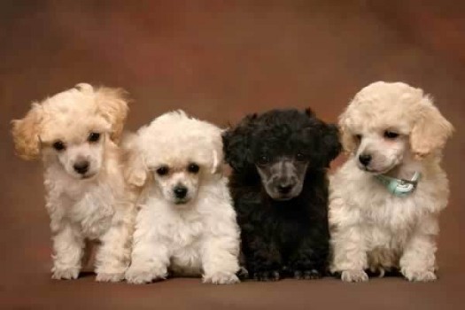 Group Of Poodle Puppies