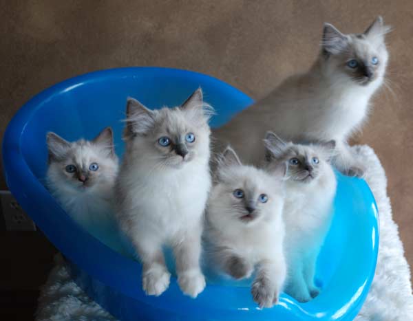 Group Of Ragdoll Kittens In Bath Tub