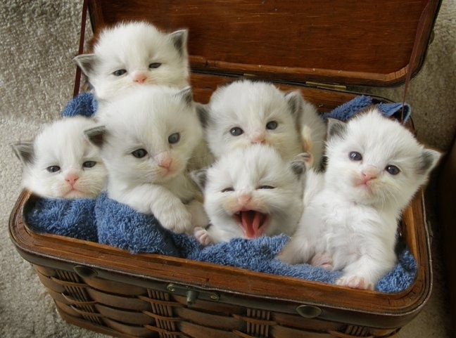 Group Of Ragdoll Kittens Picture