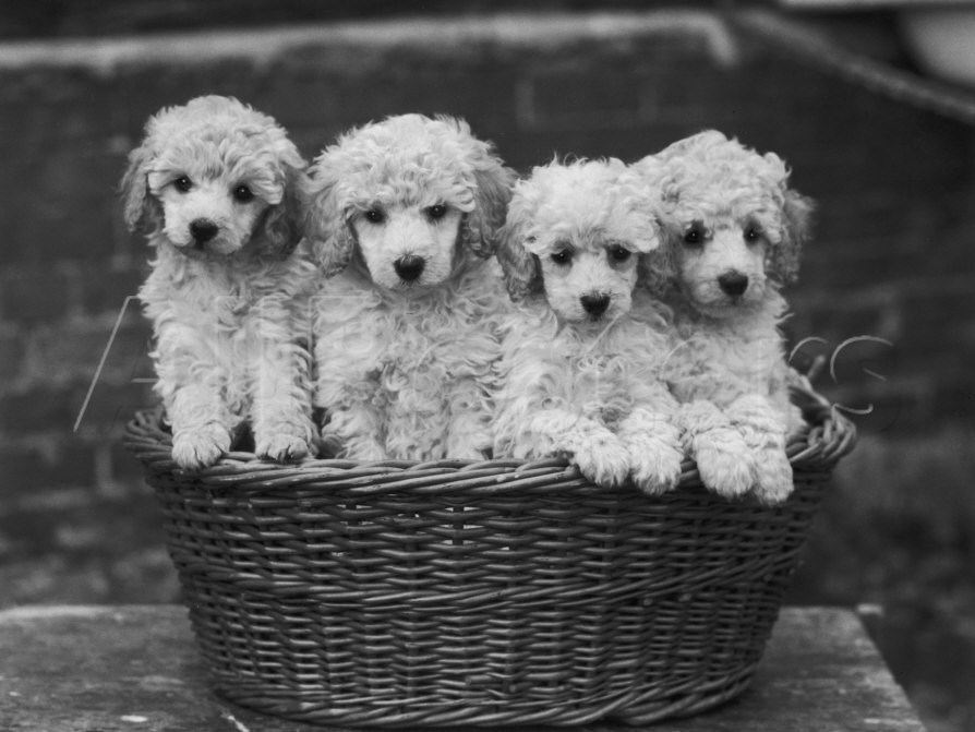 Group Of White Poodle Puppies In Basket
