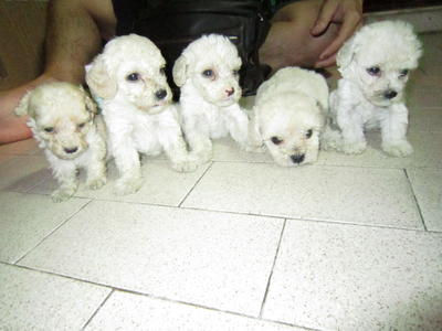 Group Of White Poodle Puppies