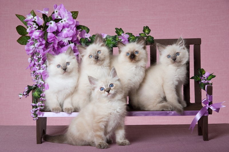 Group Of White Ragdoll Kittens Posing For Photo