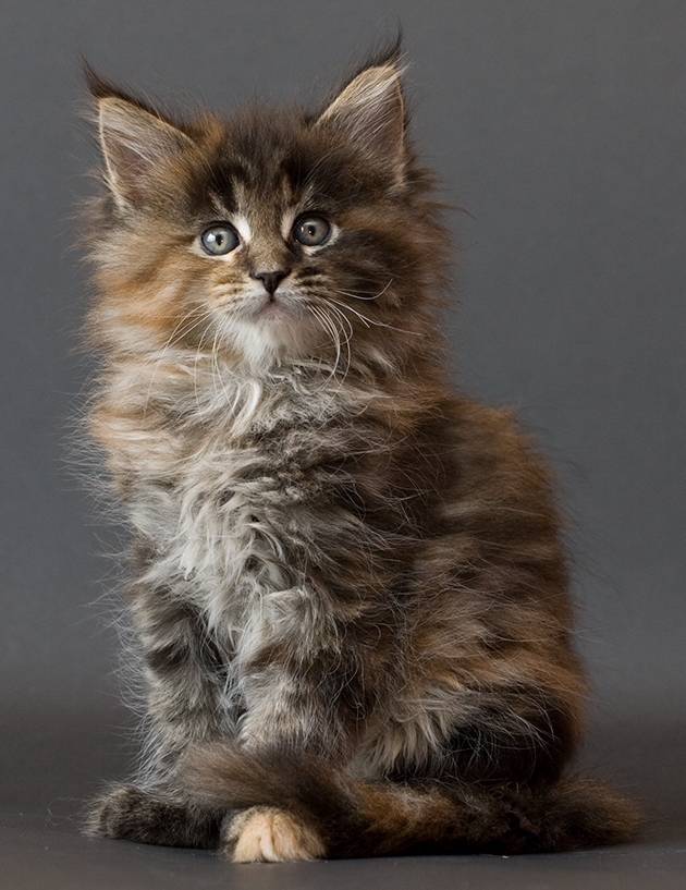 Hairy Maine Coon Kitten