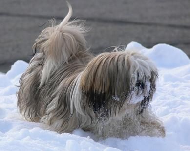 Hairy Shih Tzu Puppy Playing In Snow