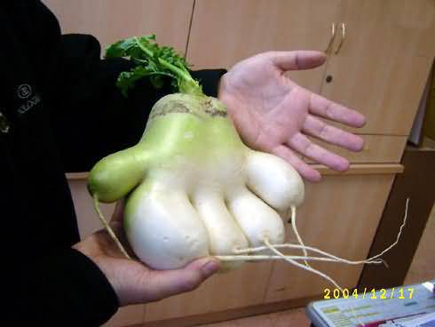 Hands Shape Radish Funny Vegetable Picture
