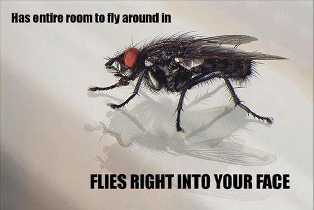 Has Entire Room To Fly Around In Flies Right Into Your Face Funny Image