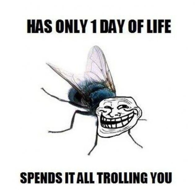 Has Only 1 Day Of Life Spends It All Trolling You Funny Fly Meme