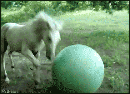 Horse Fail To Play With Ball Funny Gif