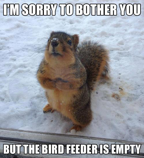 I Am Sorry To Bother You But The Bird Feeder Is Empty Funny Squirrel Meme