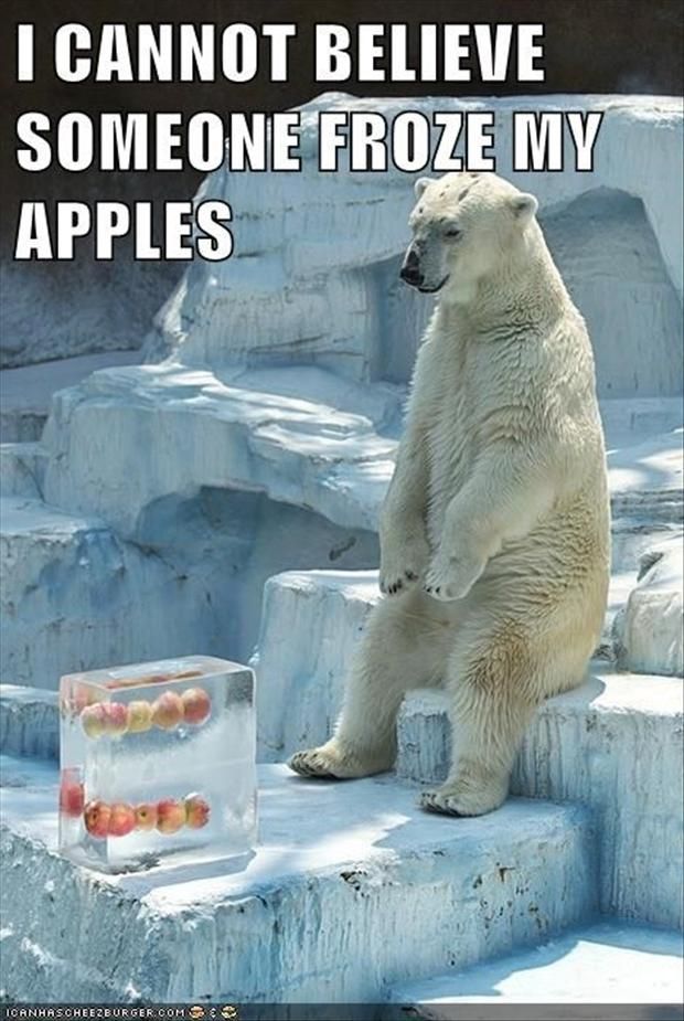I Cannot Believe Someone Froze My Apples Funny Polar Bear Meme