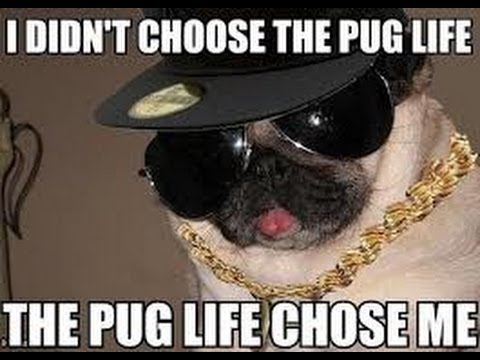 I Didn't Choose The Pug Life Funny Meme