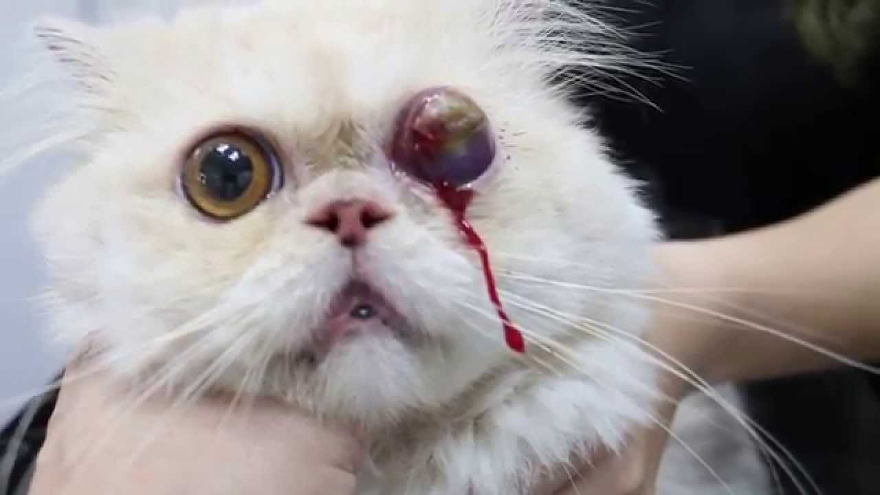 Injured Persian Cat