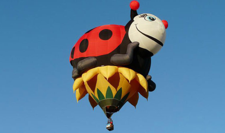 Insects Air Balloon Funny Picture