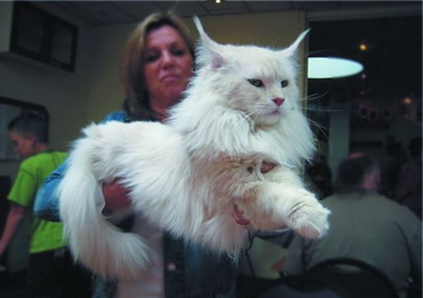 Lady Carrying White Maine Coon Cat
