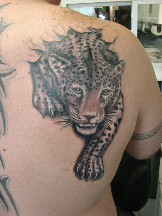 Leopard coming out of torn skin tattoo on Back Shoulder