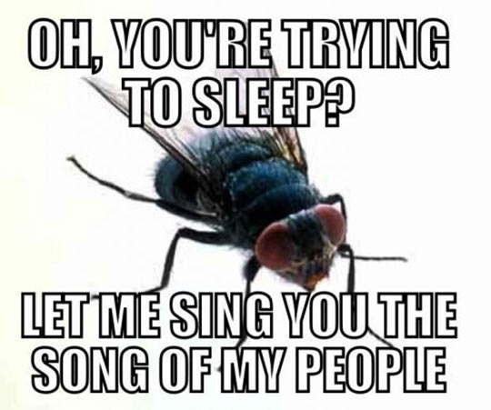 Let Me Sing You The Song Of People Funny Fly Meme