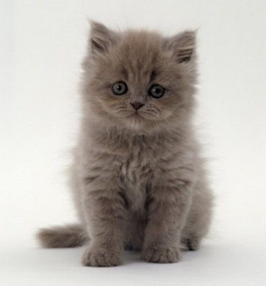 Little Grey Persian Kitten