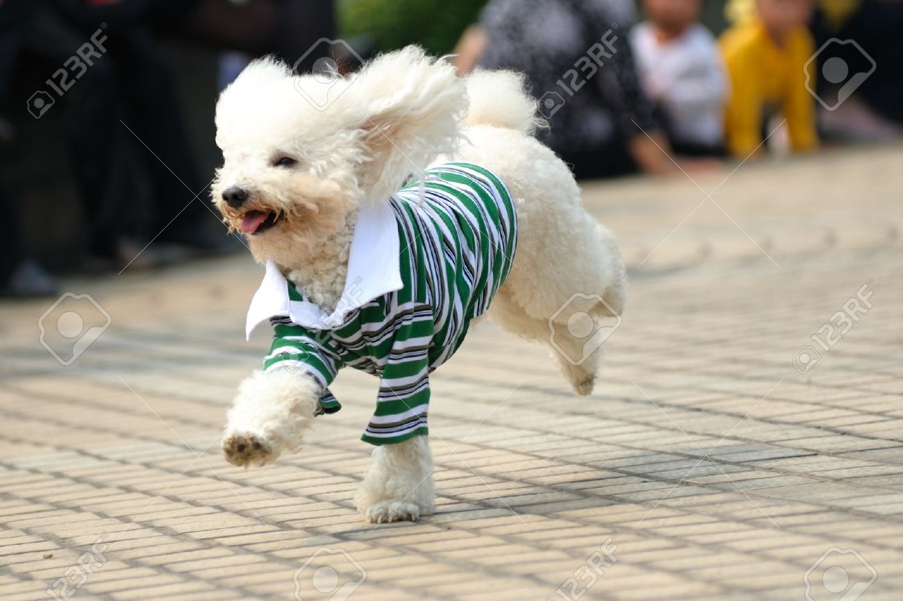 Little Poodle Dog Running