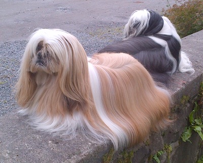 Long Hair Shih Tzu Dogs