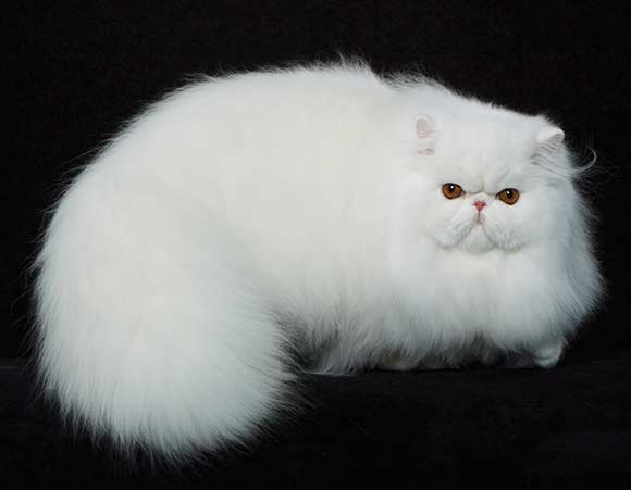 Long Hair White Persian Cat