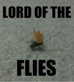Lord Of The Flies Funny Meme