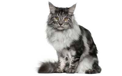 Maine Coon Cat Breed Picture