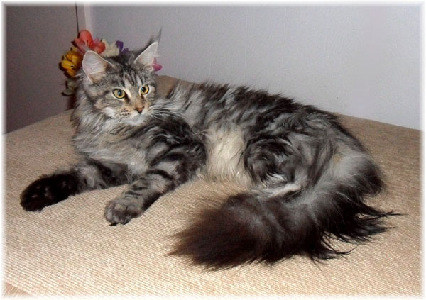 Maine Coon Cat Breed