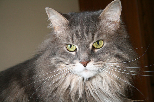 Maine Coon Cat Face