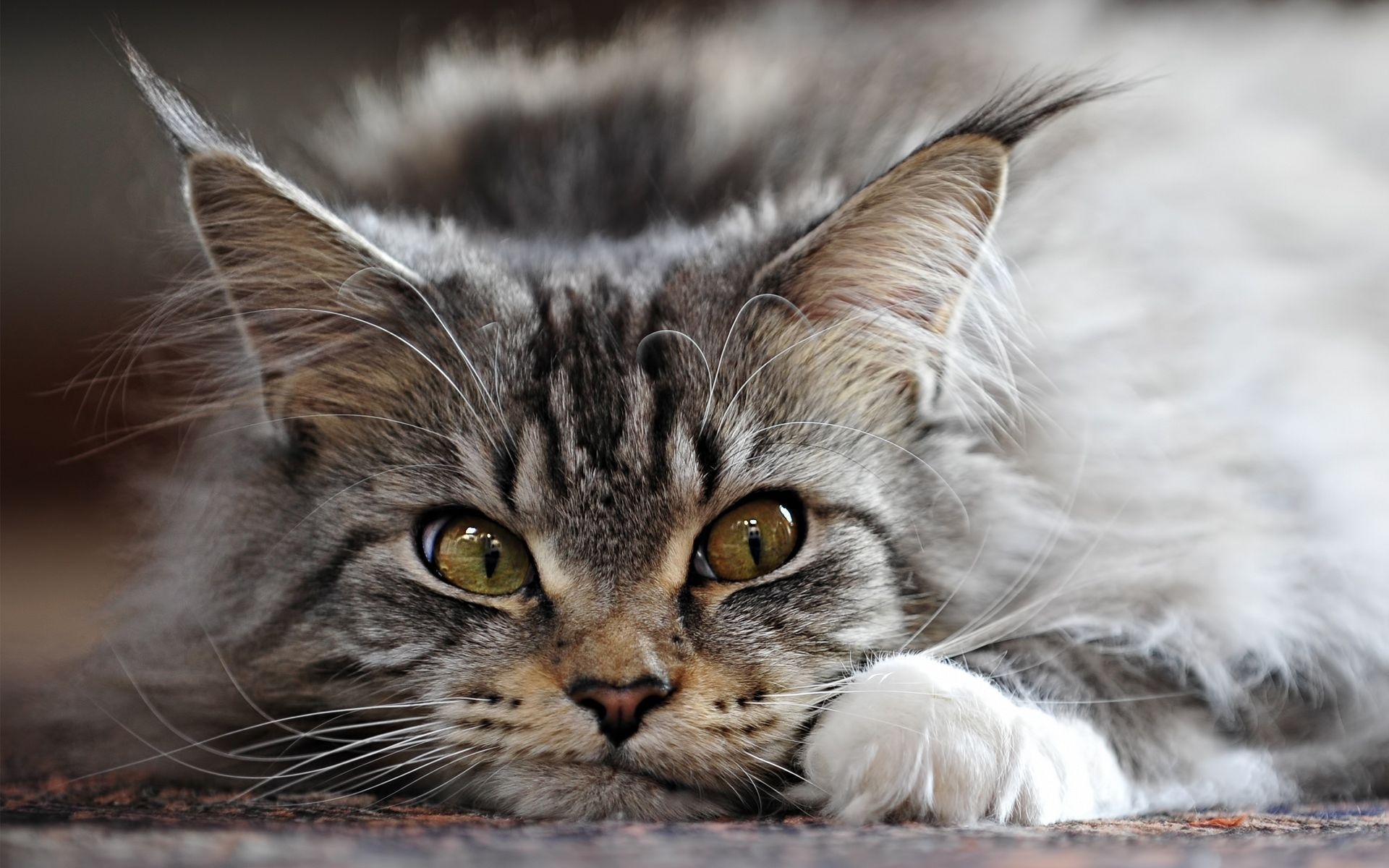 Maine Coon Cat Relaxing