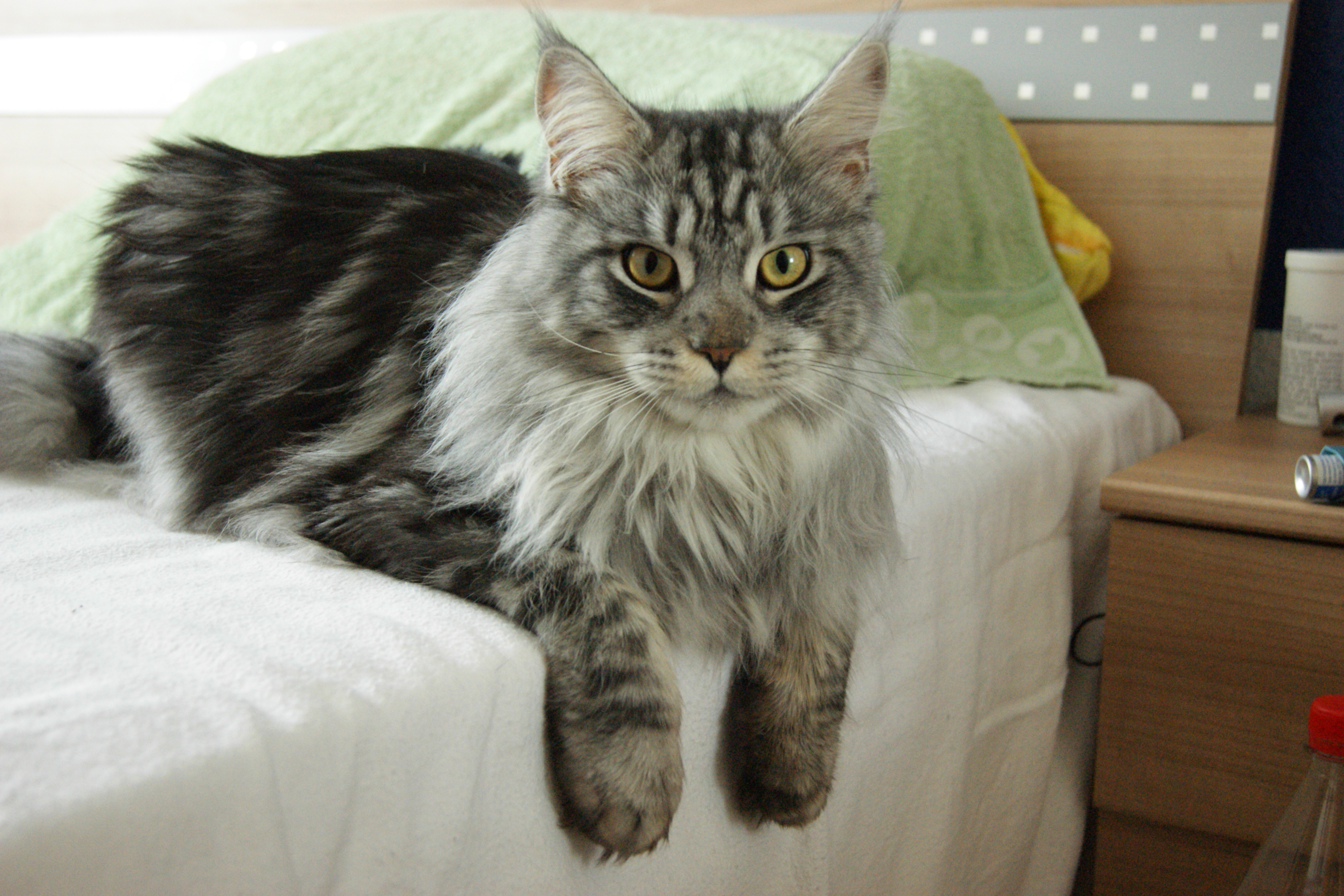 Maine Coon Cat Sitting On Bed