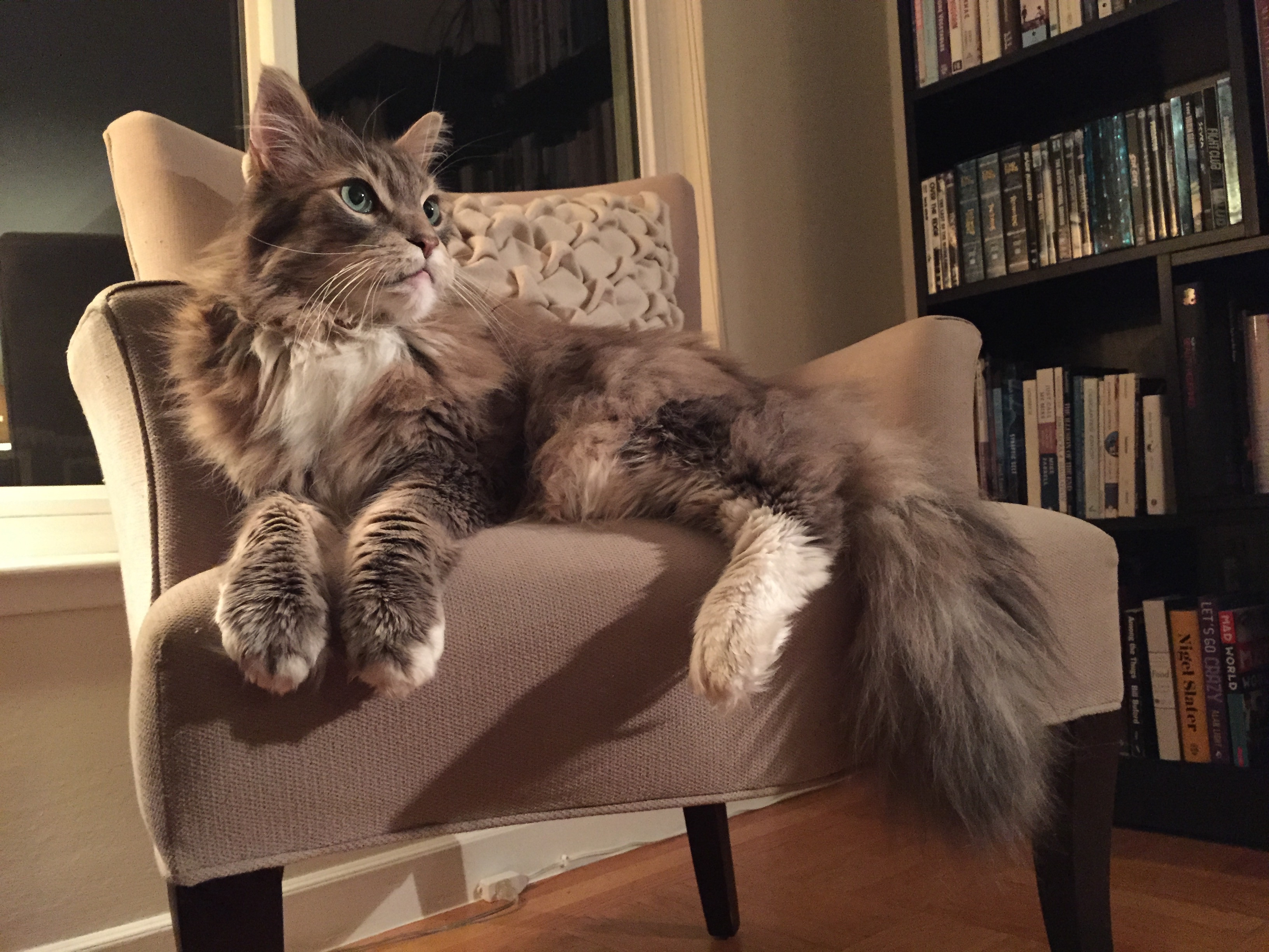 Maine Coon Cat Sitting On Chair