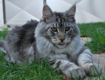Maine Coon Cat Sitting On Grass