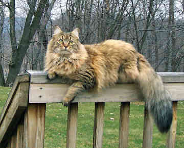 Maine Coon Cat Sitting On Wooden Railing