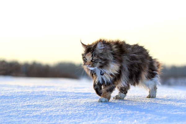 Maine Coon Cat Walking On Snow
