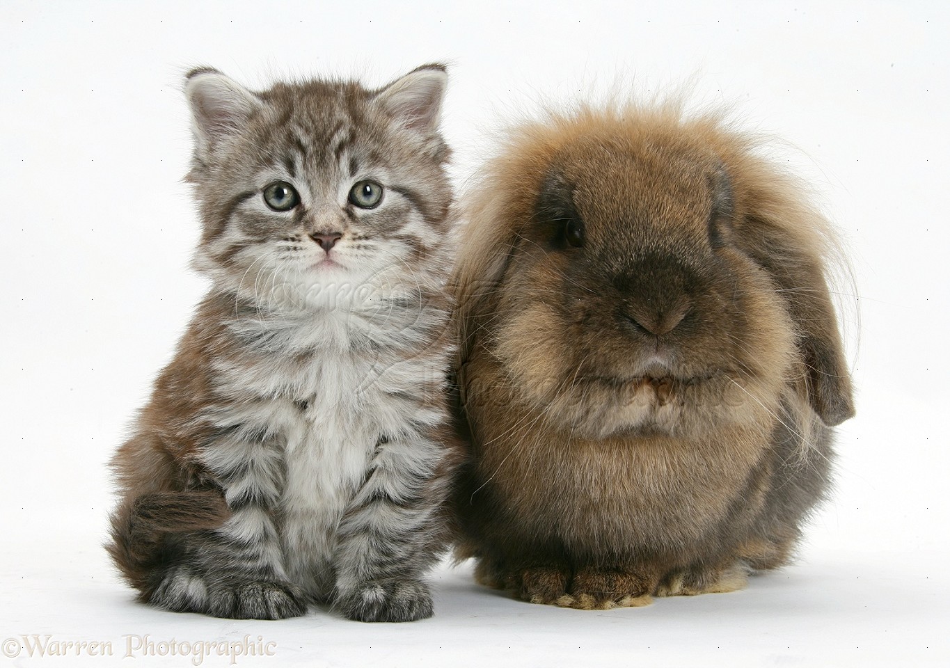 Maine Coon Kitten And Rabbit