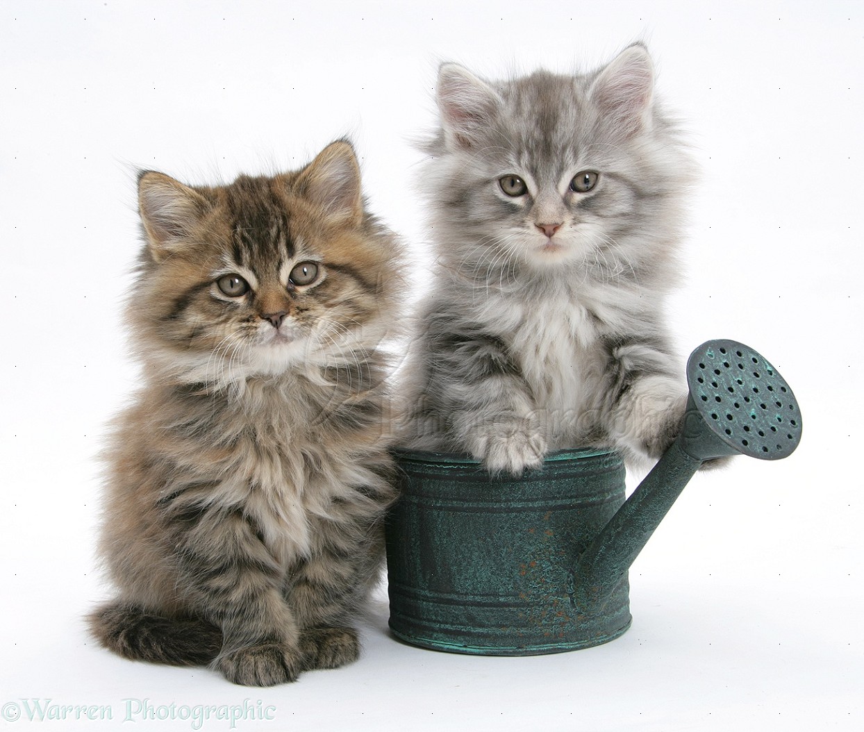 Maine Coon Kitten In Small Watering Can