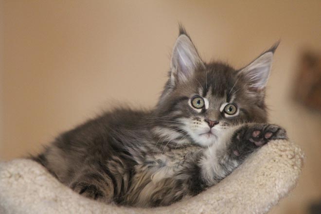 Maine Coon Kitten Laying