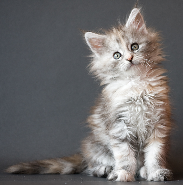 Maine Coon Kitten Looking At You
