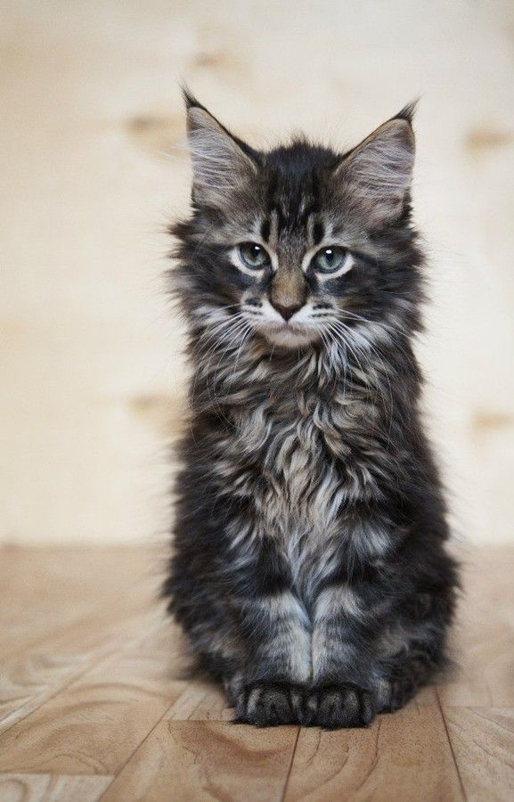 Maine Coon Kitten Picture