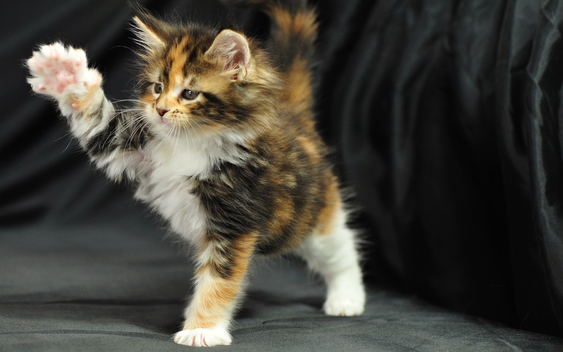 Maine Coon Kitten Playing