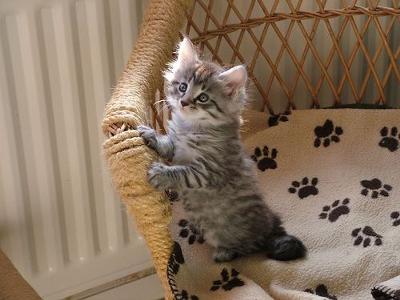 Maine Coon Kitten Sitting On Chair